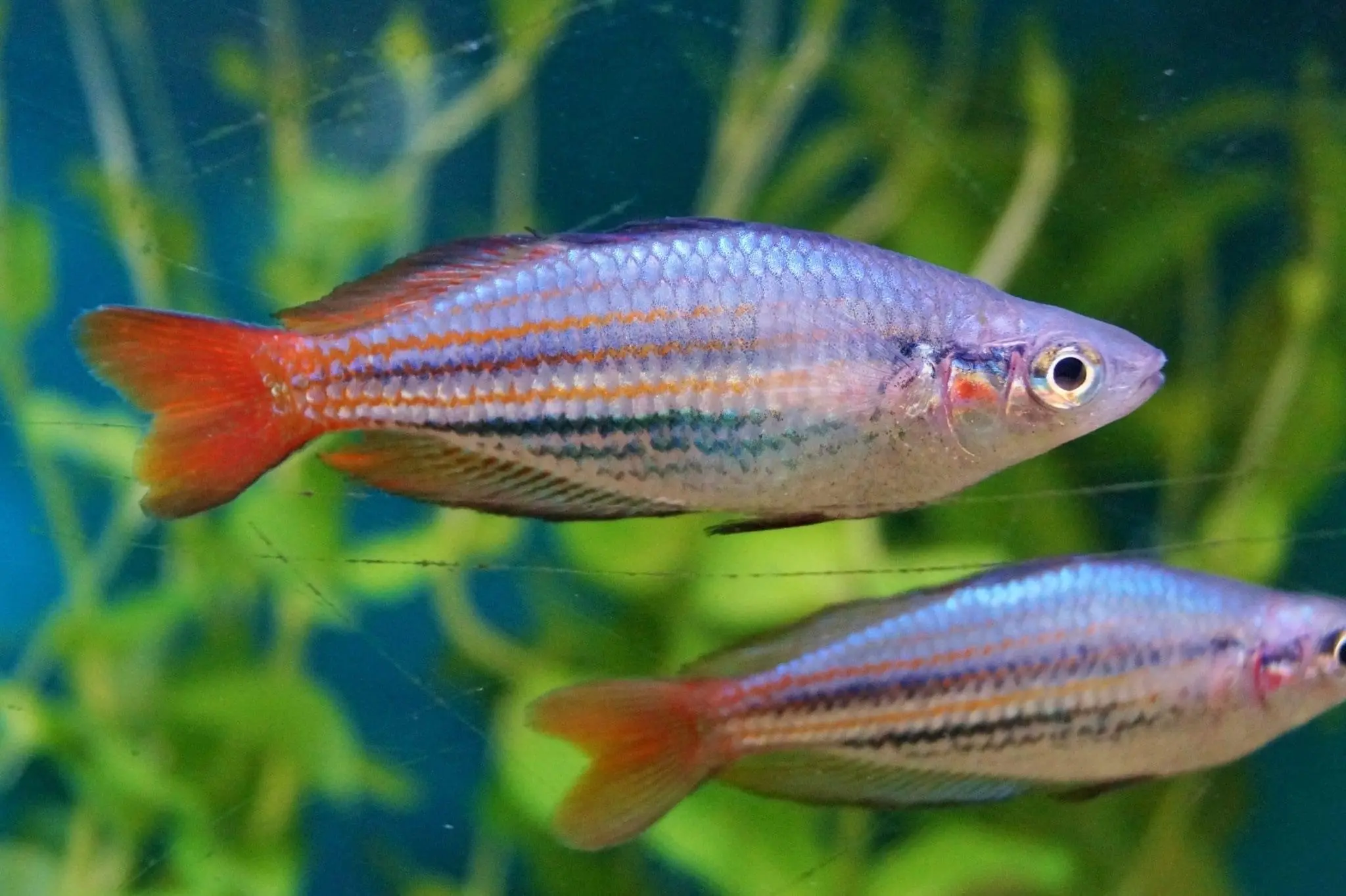 🌈 2 Orange Isim Rainbowfish (Melanotaenia sp. “Orange Isim”) – Hardy & Colorful Schooling Fish 🐟