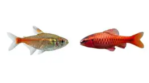 Color Duo Fish Bundle – 24 Bright Freshwater Fish (Compact Aquarium Pack)