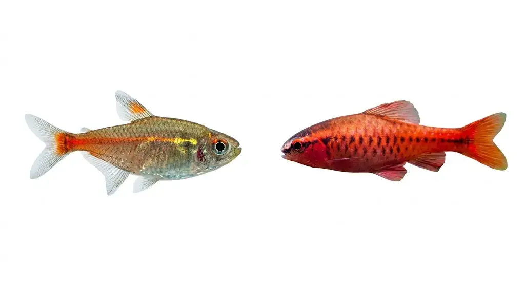 Color Duo Fish Bundle – 24 Bright Freshwater Fish (Compact Aquarium Pack)