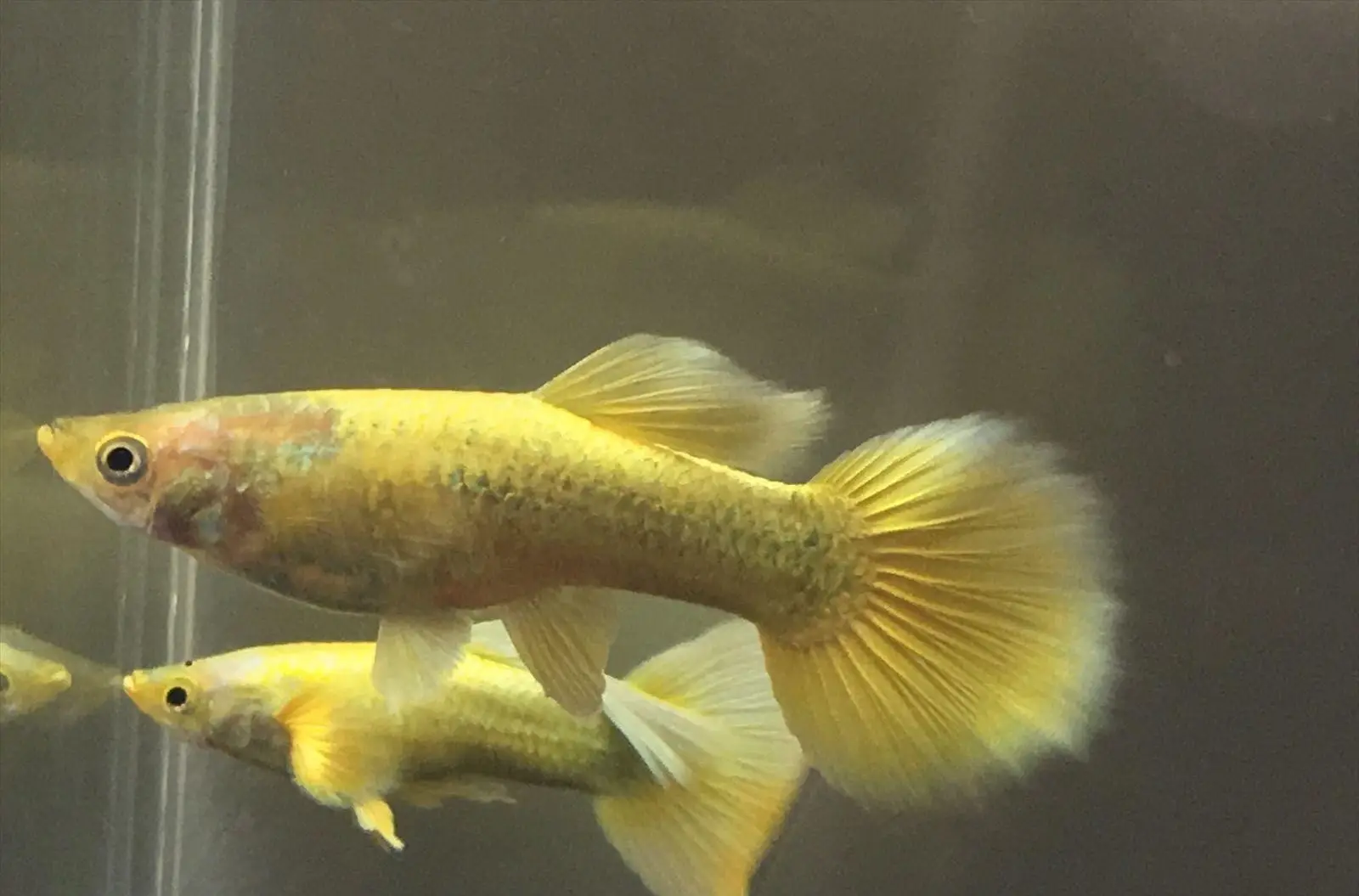 5x Male Luminous Gold Guppies - A burst of color!