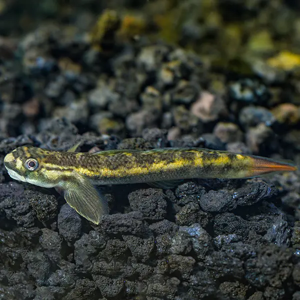 🔥 Redtail Goby Med-Lrg (Sicyopterus lagocephalus) – Energetic, Colorful & Algae-Grazing Stream Goby - Image 2