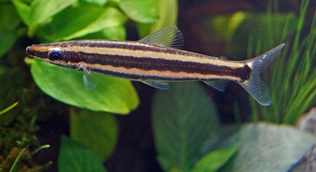 Anostomus Ternetzi – Rare Headstander Freshwater Aquarium Fish