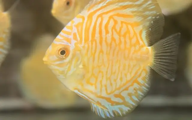 White Tiger Discus 2" Healthy Live Fish tropical aquarium