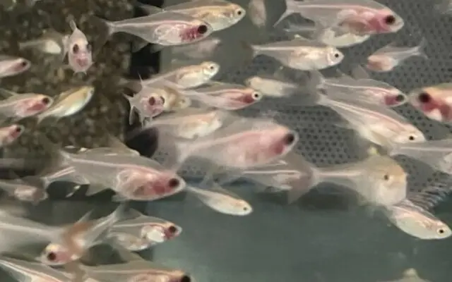 6x Gold Blush X-Ray Tetra Med. – Peaceful Schooling Fish