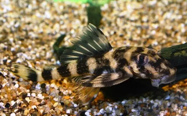 Butterfly Pleco L52 Med. – Freshwater Dwarf Pleco Live Fish Healthy Plecos