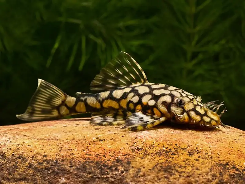 Honeycomb Bristlenose Pleco L519 – Freshwater Dwarf Pleco Live Fish