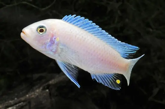 ✨ Pearl Zebra Cichlid 2.5" (Maylandia callainos) – Vibrant Lake Malawi Mbuna