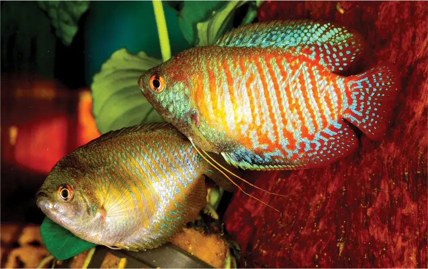 ๐ 1 Pair (Male/Female) Stunning Dwarf Gouramis - Striking Beauty for Your Aquarium!๐น