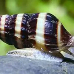 5 Assasin Snails (5-Pack Small) Live Freshwater Algae Eaters Tank Cleaners