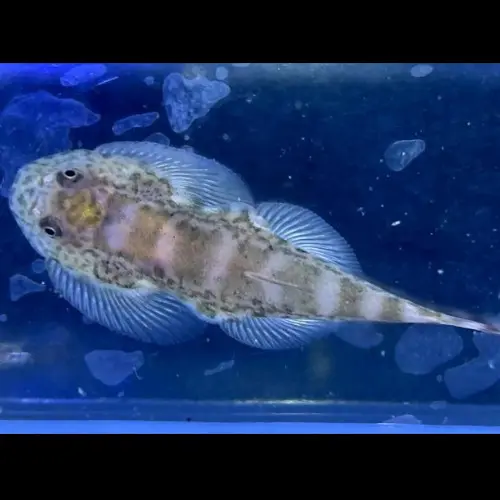 White Panda Borneo Sucker Loach Small
