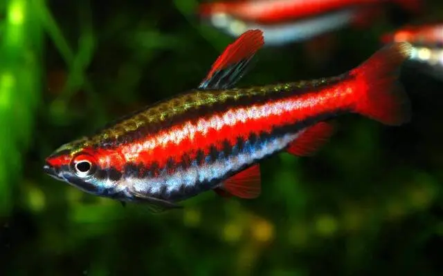 Peruvian Red Pencil Fish Type II 🔥