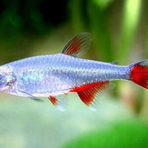 ❤️12x  Bloodfin Tetra - Radiant Charms in Every Flutter! FAST SHIP