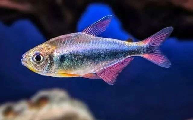 💙 Bleeding Blue Tetra – Hyphessobrycon margitae