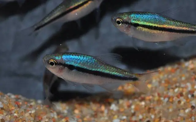 5 Pack Blue Lapis Tetra Size Medium