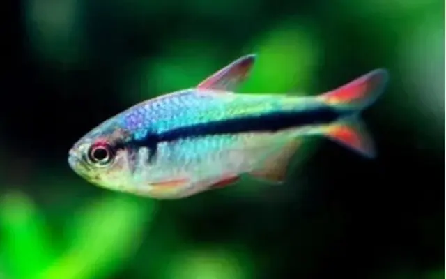 5 Pack Imperial Lapis Tetra Size Small