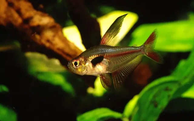 Crystalline Rosy Tetra Large