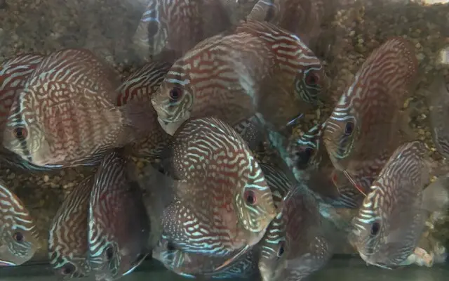 Turquoise Checkerboard 2.5" Healthy Live Discus Fish tropical aquarium