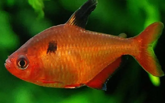 🔥 3 Brilliant Serpae Tetra – A Splash of Fiery Elegance