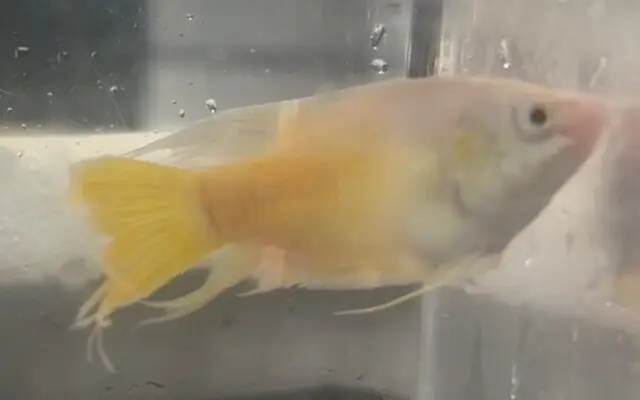 ✨ Albino Paradise Fish Large (Macropodus opercularis) – Rare Color Morph of a Classic Tropical Species