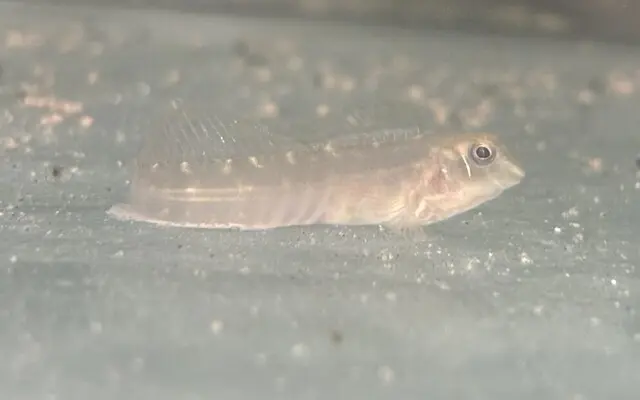 🌊 Gossamer Blenny – Graceful & Unique Freshwater Beauty! - Image 2