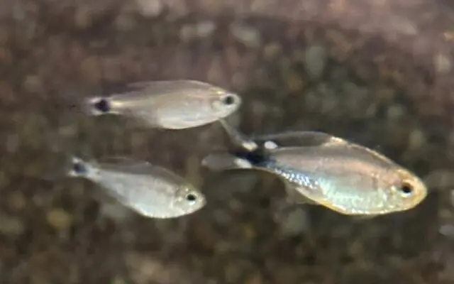 🦝 Raccoon Tetra Med-Lrg (Hyphessobrycon procyon) – Rare & Eye-Catching South American Tetra