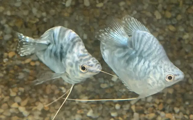 ๐ Blue Balloon Gourami (Trichogaster lalius โBalloonโ) โ Peaceful, Colorful & Full of Personality