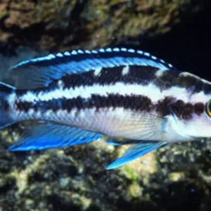 💎 Neolamprologus buescheri “Blue Face” 2" – Elegant & Rare African Cichlid
