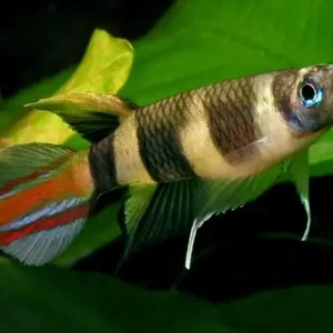 3 Pack Clown Killie Epiplatys Annulatus beautiful Live Fish Freshwater Aquarium