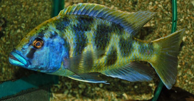 Haplochromis Venustus Cichlids 3" Healthy Malawi Cichlid Live Fish