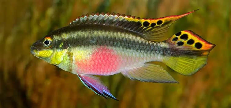 3 Kribensis Cichlid Small 1.25" - 1.5" Live Fish Unique African Cichlid Species Aquarium