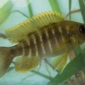 Lemon Jake Peacock Cichlid 2" - 2.5"