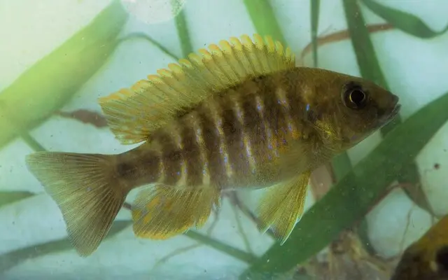 Lemon Jake Peacock Cichlid 2" - 2.5"