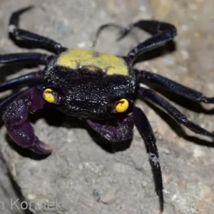 Vampire Crab Assorted - Funky addition!