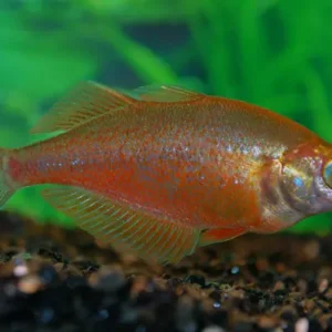 2 PACK New Guinea Red Rainbow 3"-4" Rainbowfish live Fish FAST SHIP