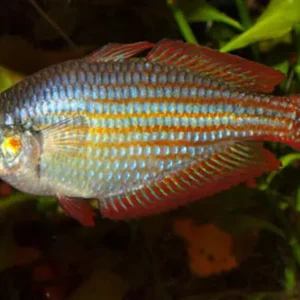 🌈 Rainbowfish Color Pack – Premium Freshwater Display Bundle