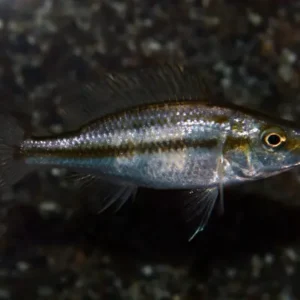 Compressiceps Cichlid 2" Dimidichromis Compressiceps
