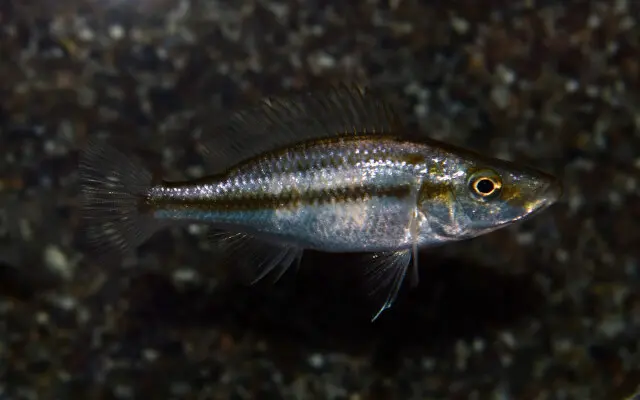 Compressiceps Cichlid 2" Dimidichromis Compressiceps