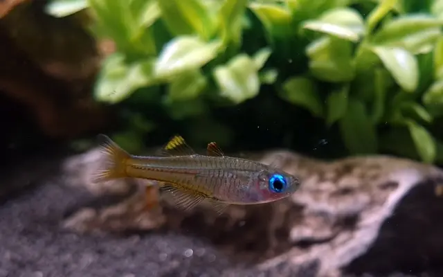 ๐๐ 4 Ivantsoffโs Blue Eye Rainbowfish (Pseudomugil ivantsoffi) โ Brilliant Sapphire-Eyed Nano Rainbow ๐