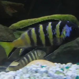 Chailosi Chichlid 1.5" - 2"