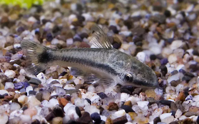 🐟12 Otocinclus Peru Med. Size - Nature's Clean-Up Crew! 🐟 Live Fish FAST SHIP