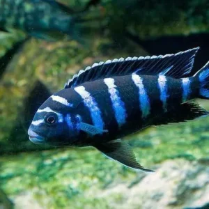Demasoni Chichlid 2"- 3"