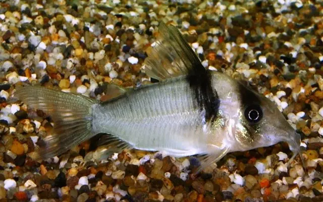Corydoras Virginae - Rare & Elegant Catfish