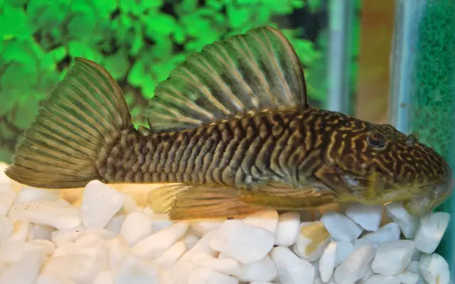 ⭐ Grow Star Plecostomus 3"-4" (Panaqolus sp. L4) – Rare, Peaceful & Wood-Loving Beauty