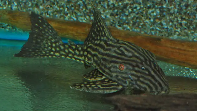 👑 Spotted Royal Pleco 6"-7" (L330) – Large & Stunning Patterned Pleco