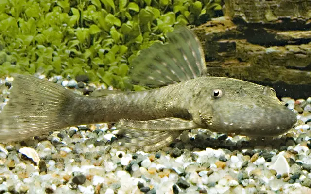 2.5" Ancistrus Bushynose Pleco (wild caught Paraguay) Live Fish Fast Shipping