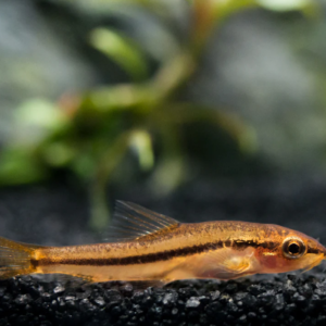 🌸 Rosy Loach - Burmese Pink Loach Enchantment! 🐠 FAST SHIP
