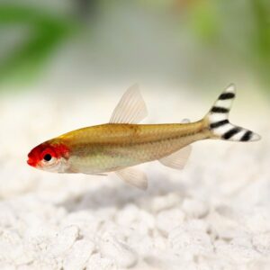 🔴 6x Rummy Nose Tetra XL - Live Freshwater Fish Illuminate Your Aquarium! 🌿