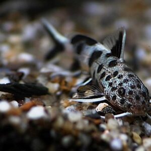 3x Synodontis Petricola Catfish Size Small Graceful Elegance Below! 🌿