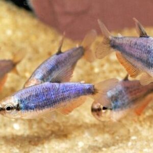 6x Super Blue Kerri Emperor Tetra LIVE TROPICAL FISH Great Fish FAST SHIP