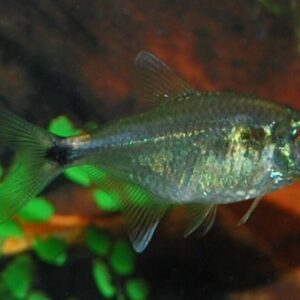 12 Head and Tail Light Tetra Fish Fast Shipping Great Community Fish
